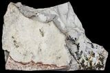 Dendrites On Limestone - Utah #150498-2